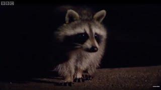 David Attenborough Discusses Raccoons | Life Of Mammals | BBC Earth