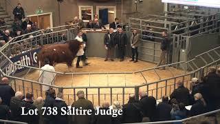 British Simmental @ Stirling Bull Sales (prices 5,500 - 15,000 gns) October 22nd 2019