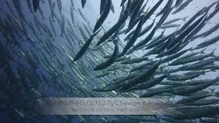 쉐브론바라쿠다/꼬치고기/Chevron barracuda [꼬따오 수중생물]