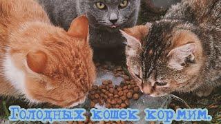 Кошка - Рыжие - Кормим сухим кормом.