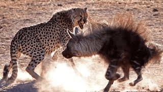 THE GEPARD IS IN BUSINESS! Cheetah against Leo, Crocodile, Ostrich, and other animals