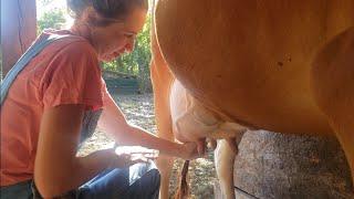 How To Hand Milk a Cow || Milking Routine