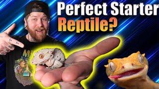 Crested Geckos Make The Best Beginner Reptile, Here's Why!