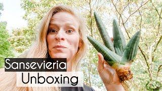 Rare Sansevieria Unboxing! Sansevieria Obake Unboxing