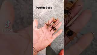 Pocket Bees