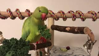Cute parrot loves eating his Kale so much “so adorable”