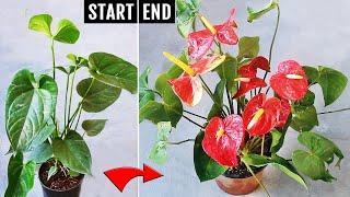 Anthurium not blooming? Copy my recipe & get more flowers EASILY