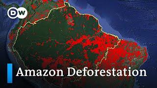 Who is responsible for the Amazon deforestation fires in Brazil? | DW Analysis