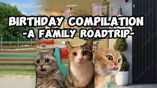 CAT MEMES: THE BIRTHDAY COMPILATION