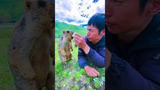 Cute Wild animal bobak marmot or prairie dog eating cookies yummy 124