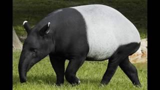 tapirus indicus