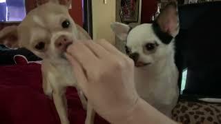 Treats for the Chihuahua Goodbois