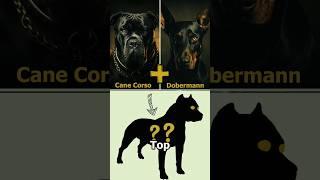 Top 5 Cane Corso Mix Breed - Discover Most Popular Cane Corso Mix Breeds