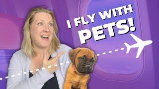 How I became a flight nanny | Answering your questions! #pettransportation #flightnanny #petbusiness