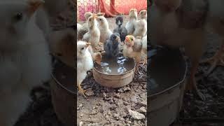 natu Kodi chicks .. #pets #kodi #natukodi #relaxing #hens#foryou