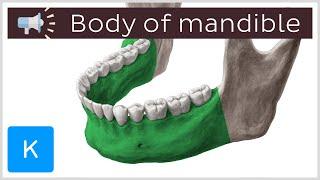 Body of mandible | Anatomical Terms Pronunciation by Kenhub