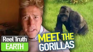 Meeting elderly GORILLAS | Animal Park | Zoo Documentary | Reel Truth Earth