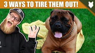 3 Tips To Tire Out Your BULLMASTIFF Puppy