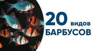20 видов барбусов для вашего аквариума