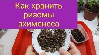 Как хранить ризомы ахименеса?