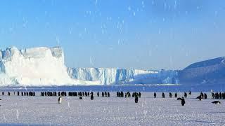 Penguin Colony Ambience - emperor penguin sounds, wind, floating icebergs