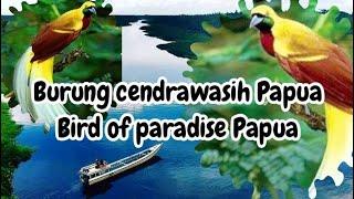 Burung Cendrawasih Papua Timur Indonesia #BirdOfParadise#BurungCendrawasihPapua