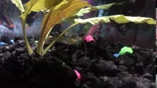 Ghost Shrimp Time Lapse