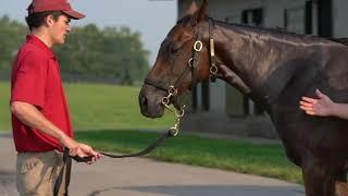 Behind the Scenes Yearling Prep at Taylor Made Farm