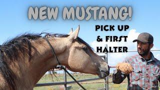 2024 Las Vegas Mustang Challenge - Puma Pick Up and First Halter