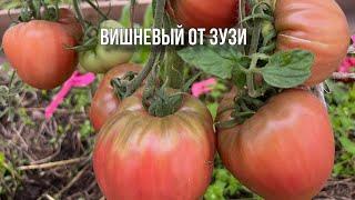 Вкусная дегустация томатов. Новые сорта, новые впечатления.