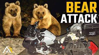 BEARS ATTACKED OUR BIKE!! (not clickbait...)