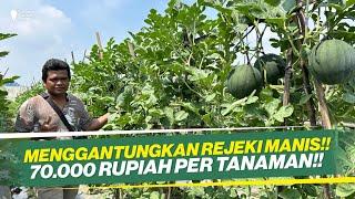 SISTEM GANTUNG SEPERTI JEMURAN‼ BUDIDAYA SEMANGKA PREMIUM VERSI PETANI SENIOR‼