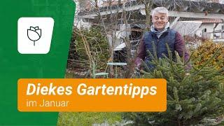 Diekes Gartentipps im Januar