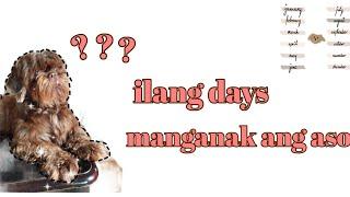 ILANG DAYS MANGANAK ANG ASO#tutorial #tips