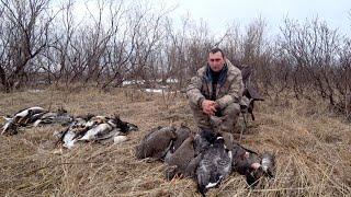 Охота на гуся. Весенняя охота на Крайнем Севере. Goose hunting.