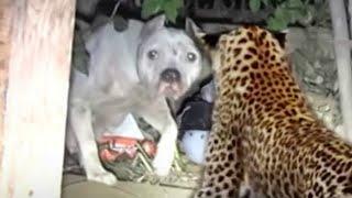 LEOPARD AGAINST DOGS! Leopard attacks dogs. Leopard in action