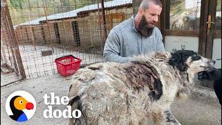 Shlelter Dog Carries 14 Pounds Of Matted Fur | The Dodo