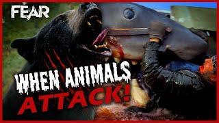 When Animals Attack! (Best Animal Horror Movie Scenes) | Fear: The Home Of Horror