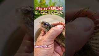 Мёртвый ЁРШИК и РАТАН-Обжора #ёрш #ратан #сура #рыбалка