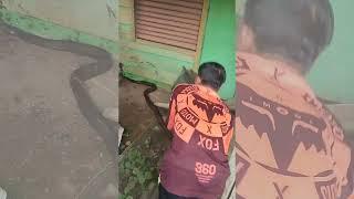 Ngeriii!!!  King Cobra Hampir Masuk Rumah