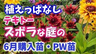 【ガーデニング】6月の購入苗・PW苗紹介！ズボラな庭には品種選びが大事！秋まで長く咲く！PW・ハクサン・PWディスプレイガーデン・花遊庭・はままつフラワーパーク！園芸のプロから学ぶ！Gardening