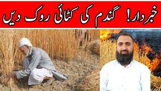 Why to stop Wheat harvesting in Punjab || Bilal Kanju Official