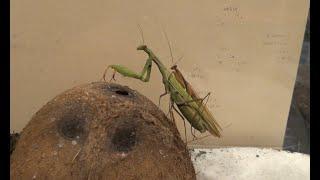 Praying Mantis Mating Again on the Second Day