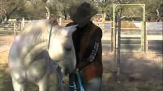 Horse Training Tips: Releasing Your Horse