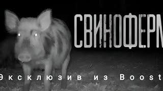 СВИНОФЕРМА кот бегемот бусти эксклюзивная история кота из бусти страшные истории на ночь 