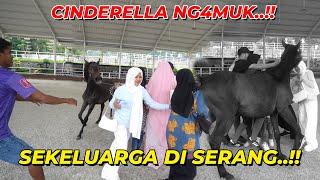 JENGUK KUDA CINDERELLA,SEMUA ORANG MAU DI TABR4K..!!!