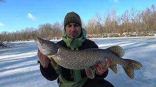 Fishing for pike in March. Perch on jig.