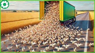 Transporting Millions of Chickens This Way - The Biggest Heavy Machinery | Agriculture Technology