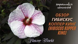 Обзор Гибискус Коппер кинг (Hibiscus Kopper King)