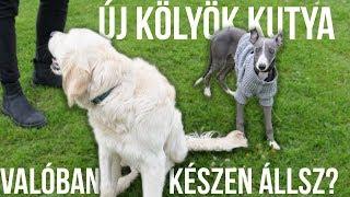 ÚJ KÖLYÖK KUTYA - Készen állsz? - Toby VLOG #22 | IHNIH